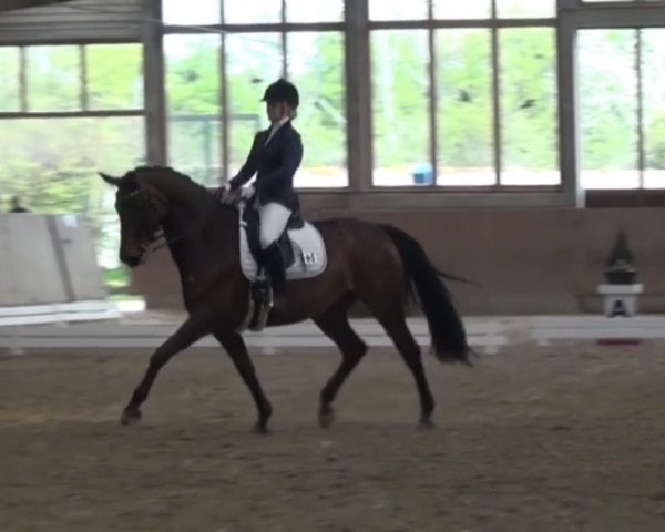Zuchtstute Lady Loxley 8 (Rheinländer, 2005, von Lord Loxley I)