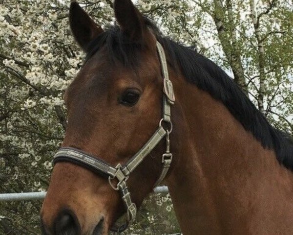 horse Firose (KWPN (Royal Dutch Sporthorse), 2010, from Unieko)