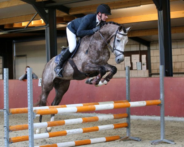 horse Coupe Germany (Westphalian, 2016, from Coupe d`Or)
