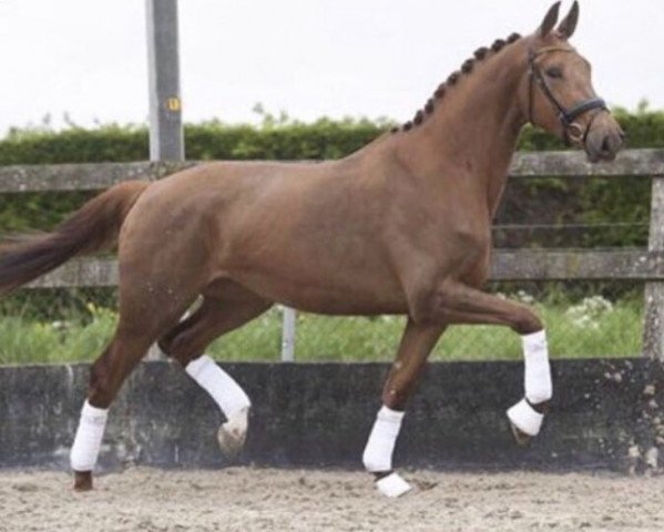 Pferd Angel of Jazz (KWPN (Niederländisches Warmblut), 2014, von All At Once)