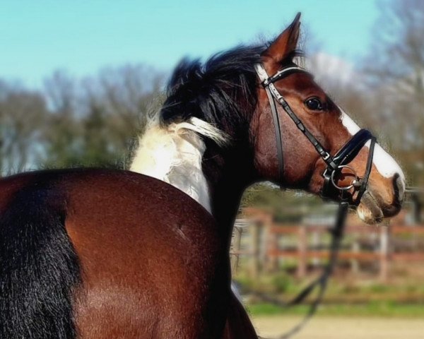 jumper Kolibris Coleur (German Warmblood, 2012, from Kolibris As)