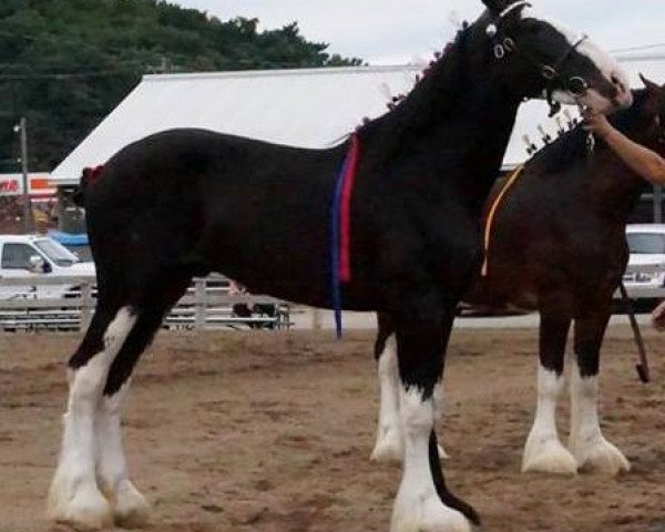 horse Ebony Mendozan Malbec (Clydesdale, 2014, from Willishome Lord Gallagher)