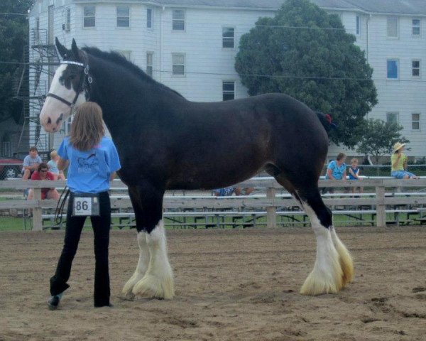 broodmare Ebony Magnificent Leah (Clydesdale, 2007, from Donegal Magnificent)