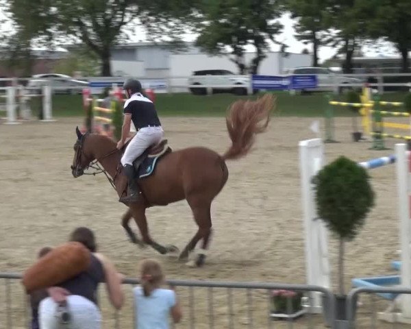 Reitturnier Mönchengladbach-Abtshof 2015