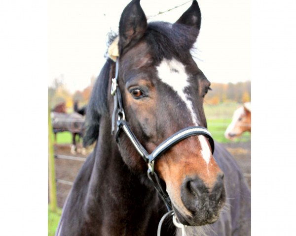 dressage horse Santos (Connemara Pony, 2000, from Sassan S)