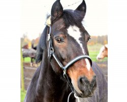 dressage horse Santos (Connemara Pony, 2000, from Sassan S)