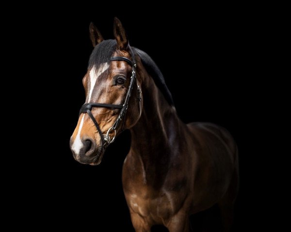 Springpferd Duna Th (Holsteiner, 2011, von Le Toquet)