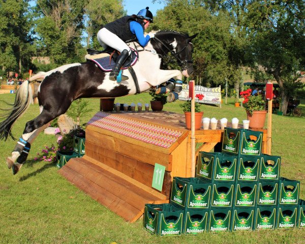 Springpferd San Franziska (Deutsches Sportpferd, 2011, von Samenco II K)