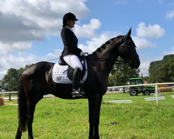 dressage horse Bonjour Pflummi (German Sport Horse, 2015, from Bretton Woods)