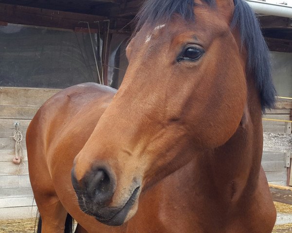 horse Claire de Lune (Westphalian, 2015, from Colosal 2)