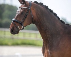 dressage horse Avantgarde 49 (Westphalian, 2012, from A La Carte NRW)