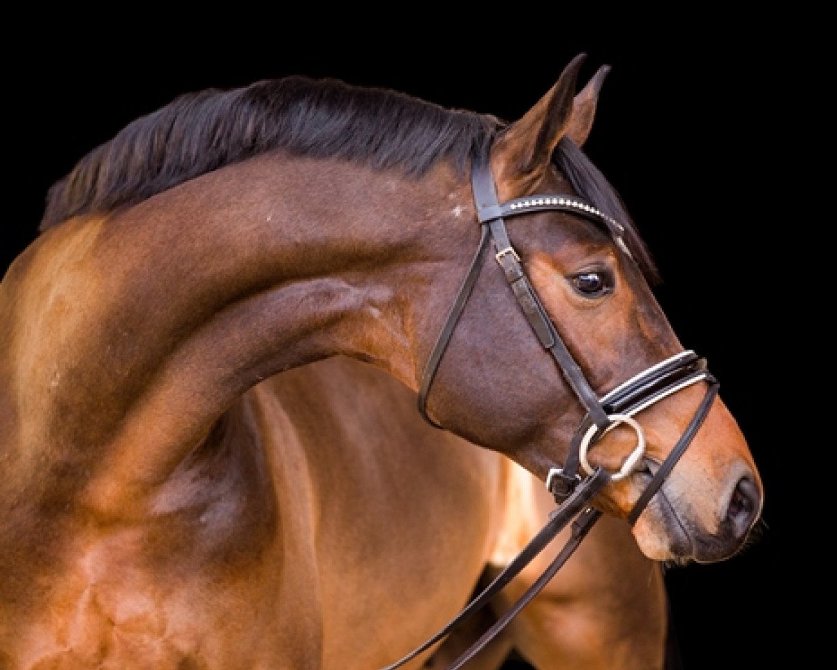 Deckhengst Bourbon (Westfale, 2016, von Baccardi)