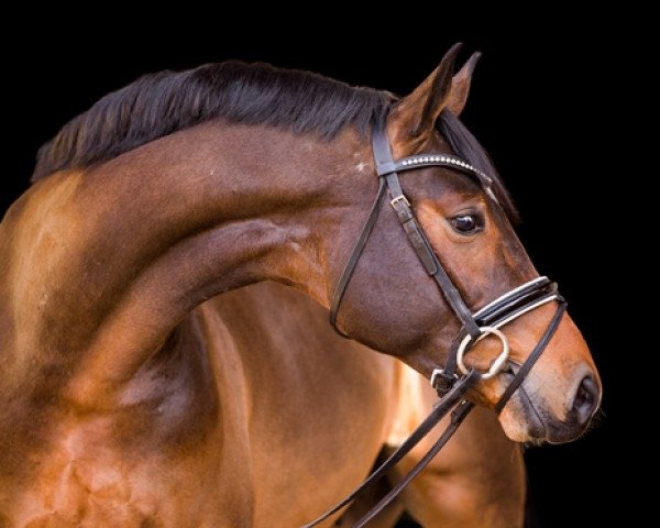 Deckhengst Bourbon (Westfale, 2016, von Baccardi)