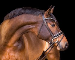 Deckhengst Bourbon (Westfale, 2016, von Baccardi)