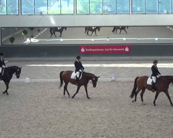 Reitturnier Mönchengladbach-Abtshof 2015