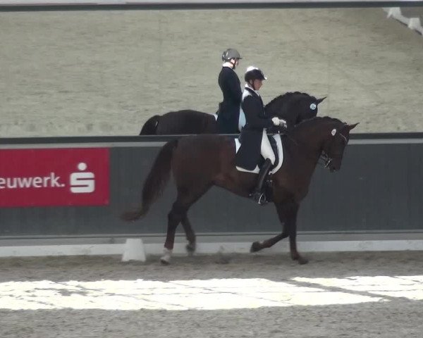 Reitturnier Mönchengladbach-Abtshof 2015