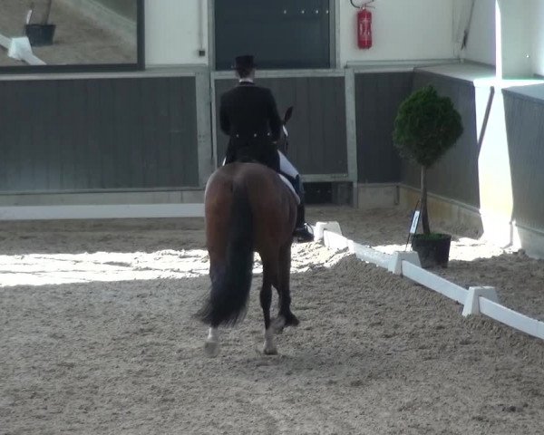 Reitturnier Mönchengladbach-Abtshof 2015