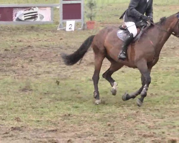Reitturnier Pfullendorf 2015