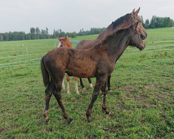 horse Abbey (Württemberger, 2019, from Adzaro de l'Abbaye)