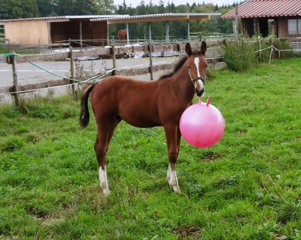 jumper Caillou Brillant (Württemberger, 2019, from Cullinan du Borget B)