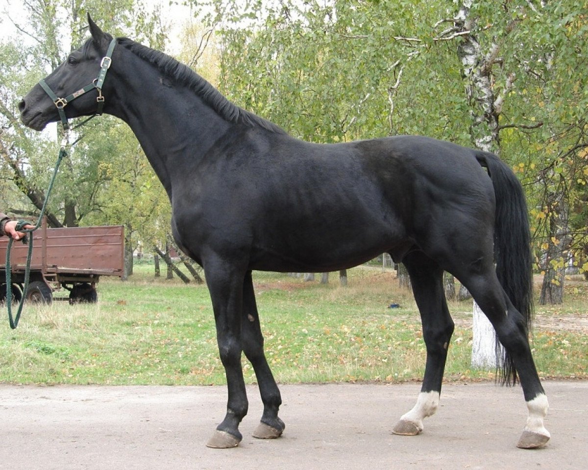 stallion Febo (Russian Trakehner, 1995, from Emiras DS)