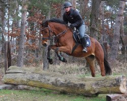 dressage horse Lambrasco 8 (Mecklenburg, 2016, from Lacaro 2)