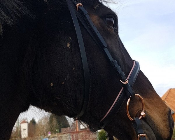 broodmare Sally in Love (Hanoverian, 2002, from Shakespeare in Love)