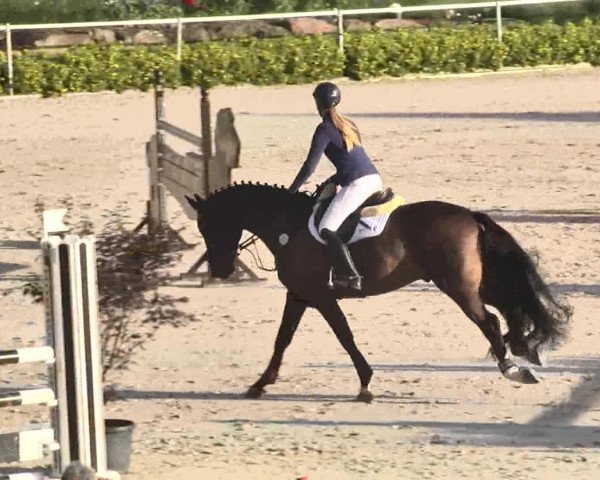 Reitturnier Waldachtal-Heiligenbronn 2015