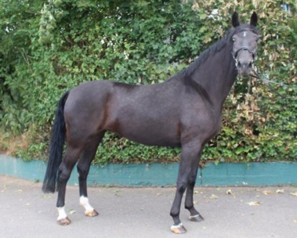 horse Electricity (Westphalian, 2014, from Ehrenpreis)