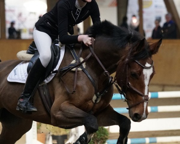 Springpferd Coffeefee (KWPN (Niederländisches Warmblut), 2011, von Chello III VDL)