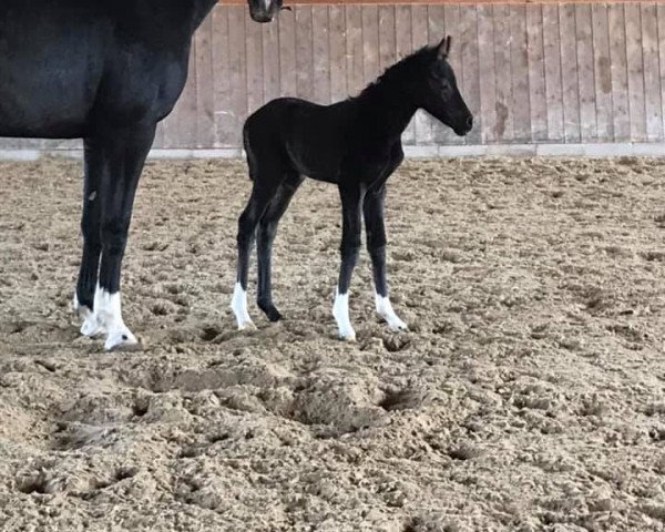 Pferd Dark Babella (Deutsches Sportpferd, 2020, von Bonds)