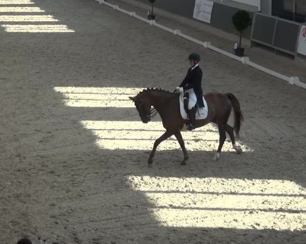 Reitturnier Mönchengladbach-Abtshof 2015