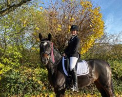dressage horse Herbstrose 8 (German Sport Horse, 2013, from Quaterback)