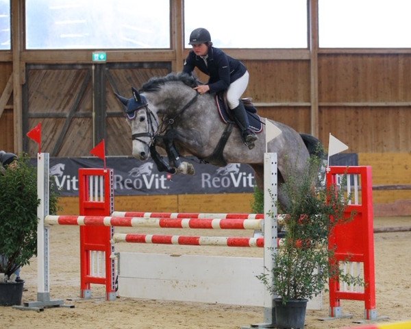 jumper Abby Rose (Mecklenburg, 2015, from Action-Breaker)