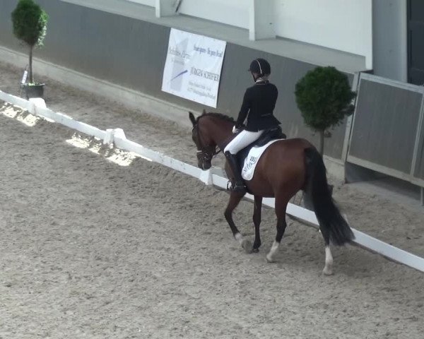 Reitturnier Mönchengladbach-Abtshof 2015