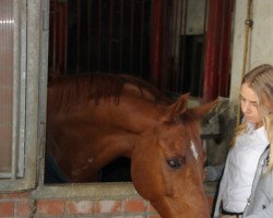 dressage horse Loyalty 3 (Pony without race description, 2010, from Poldy)