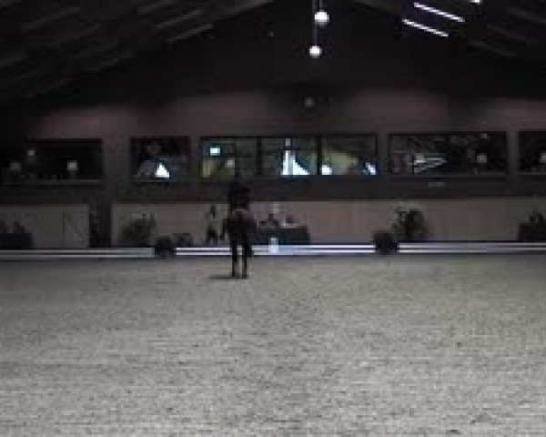 Schenefelder Sommerturnier 2015 - Horse & Classic