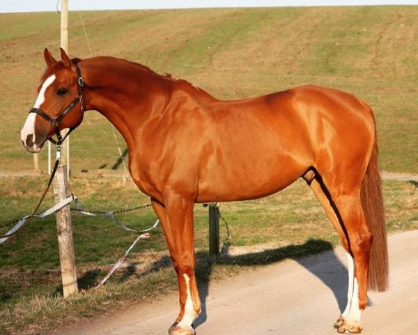 horse Carlsson 74 (Holsteiner, 2010, from Cancara)
