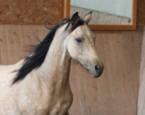 horse Falbstute (German Riding Pony, 2019, from Designed in Black AT)