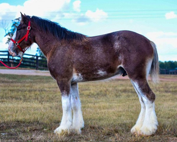 Pferd Drake's Freedom Fighter (Clydesdale, 2014, von Gregglea HC Nihilator)
