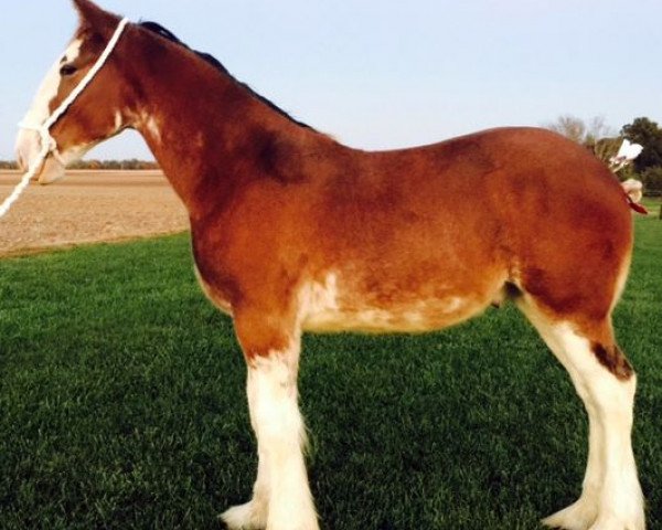 horse Drake's Gaelic Edition (Clydesdale, 2016, from Gregglea HC Nihilator) horse Drake's Gaelic Edition (Clydesdale, 2016, from Gregglea HC Nihilator)