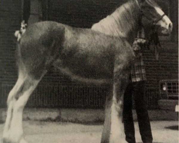 broodmare Maplewood Sally Ann (Clydesdale, 1987, from Solomon's Commodore)