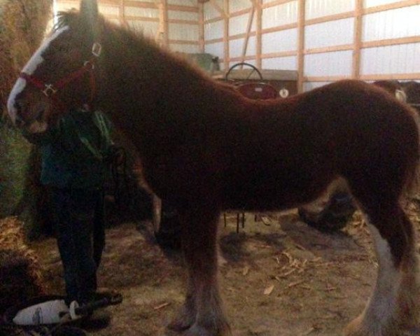 horse Drafty Hill Willow Way Jeff (Clydesdale, 2014, from Willow Way Gunther) horse Drafty Hill Willow Way Jeff (Clydesdale, 2014, from Willow Way Gunther)