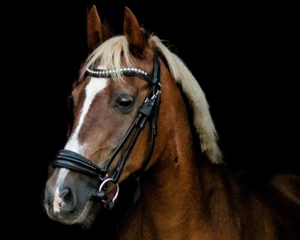 horse Diana (German Riding Pony, 1988)