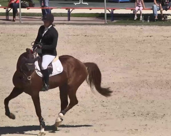 Reitturnier Waldachtal-Heiligenbronn 2015