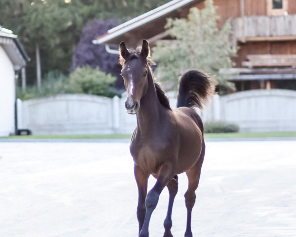 horse Cullino Cool (German Sport Horse, 2019, from Cullinan du Borget B)