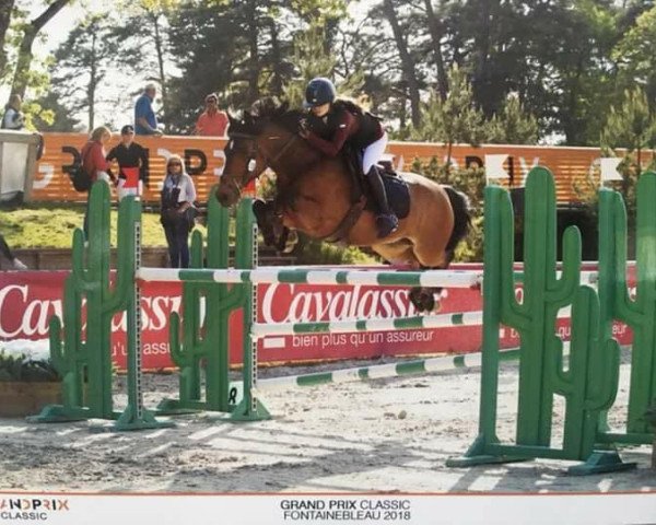 jumper Wilfried K (New Forest Pony, 2007, from Burley Phantom)