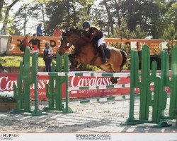jumper Wilfried K (New Forest Pony, 2007, from Burley Phantom)