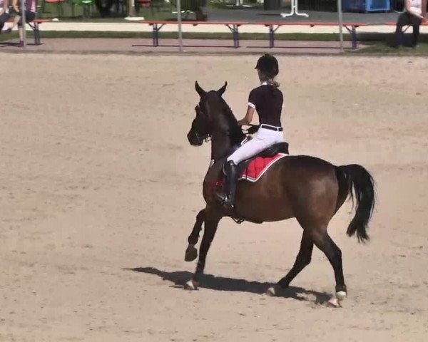 Reitturnier Waldachtal-Heiligenbronn 2015