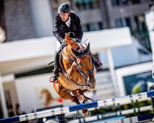 jumper Prinz 1293 (Hanoverian, 2008, from Perigueux)